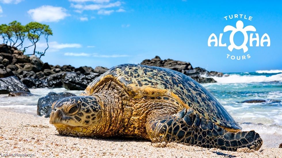Aloha Turtle Tours