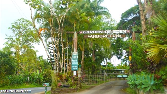 Maui Garden Of Eden Botanical Gardens Arboretum Activities On