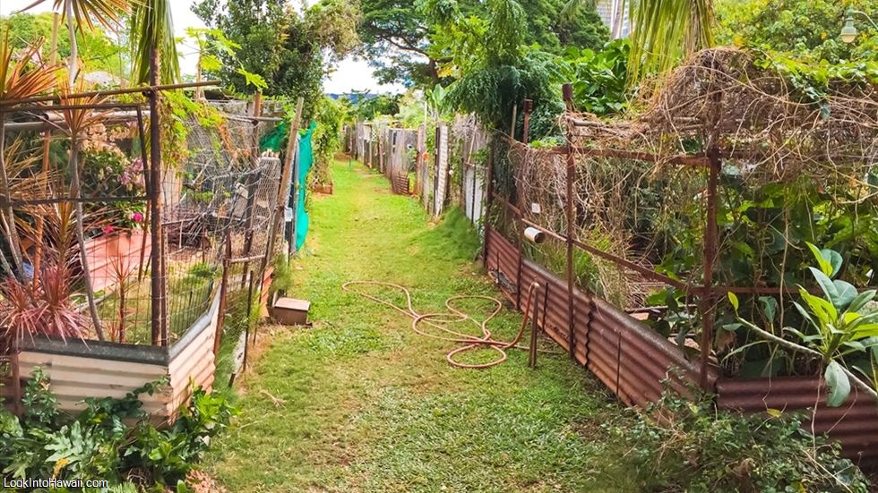 Ala Wai Community Garden / Ala Wai Neighborhood Park