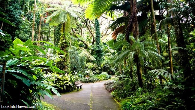 Big Island Botanical Gardens Guide Information On Big Island Hawaii