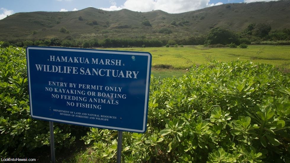 Hamakua Marsh Wildlife Sanctuary
