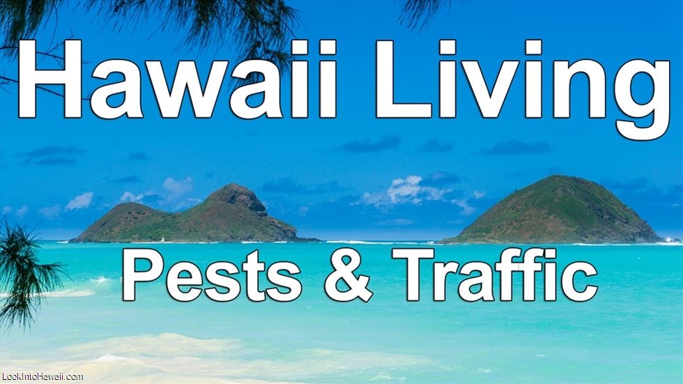 Hawaii Living: Pests & Traffic
