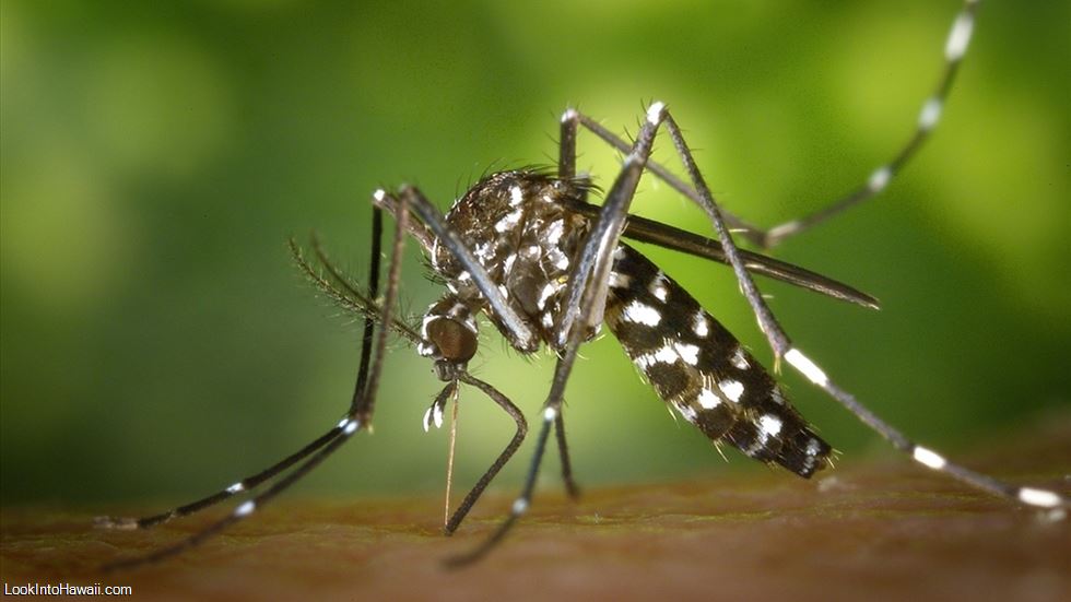 Hawaii Mosquito Guide