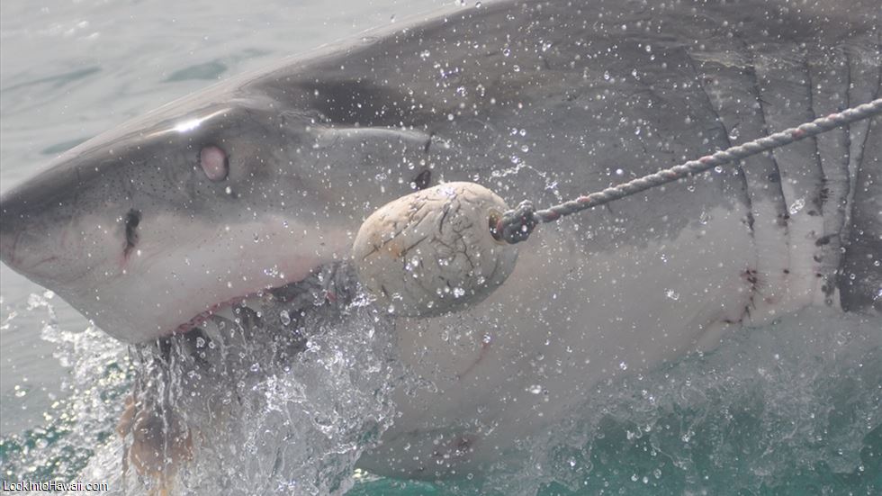 Shark Attacks In Hawaii