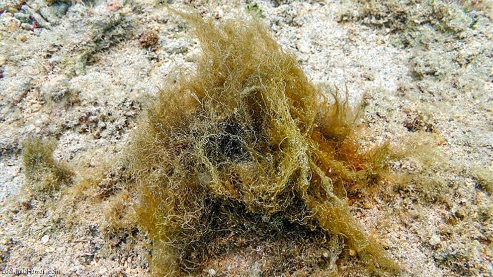 Limu - Stinging Seaweed