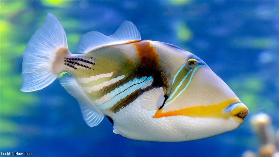 Humuhumu-nukunuku-apua'a - Reef Triggerfish