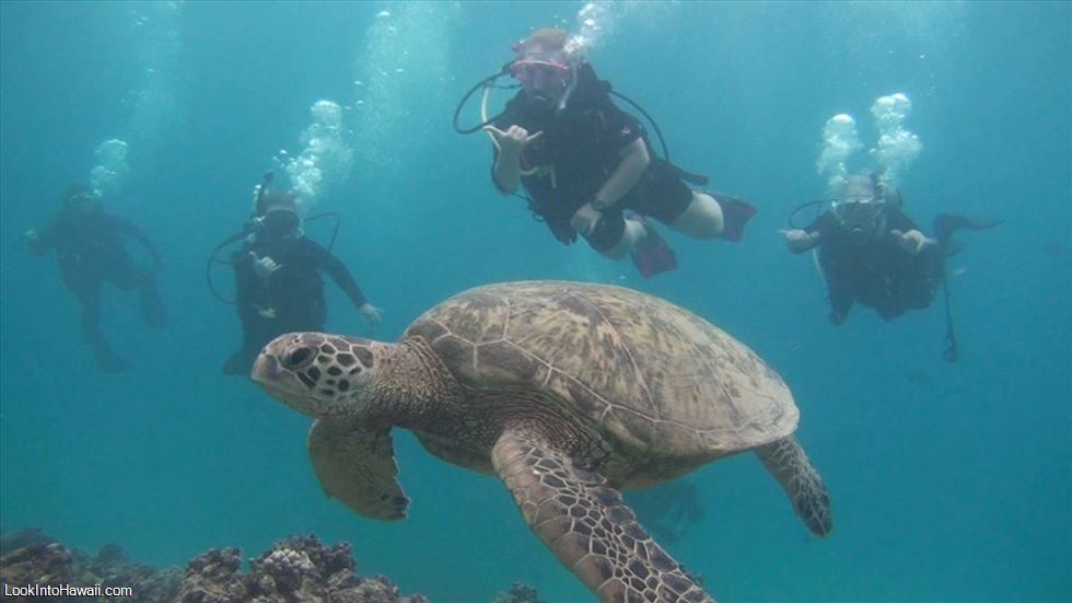 Hawaii Eco Divers & Surf
