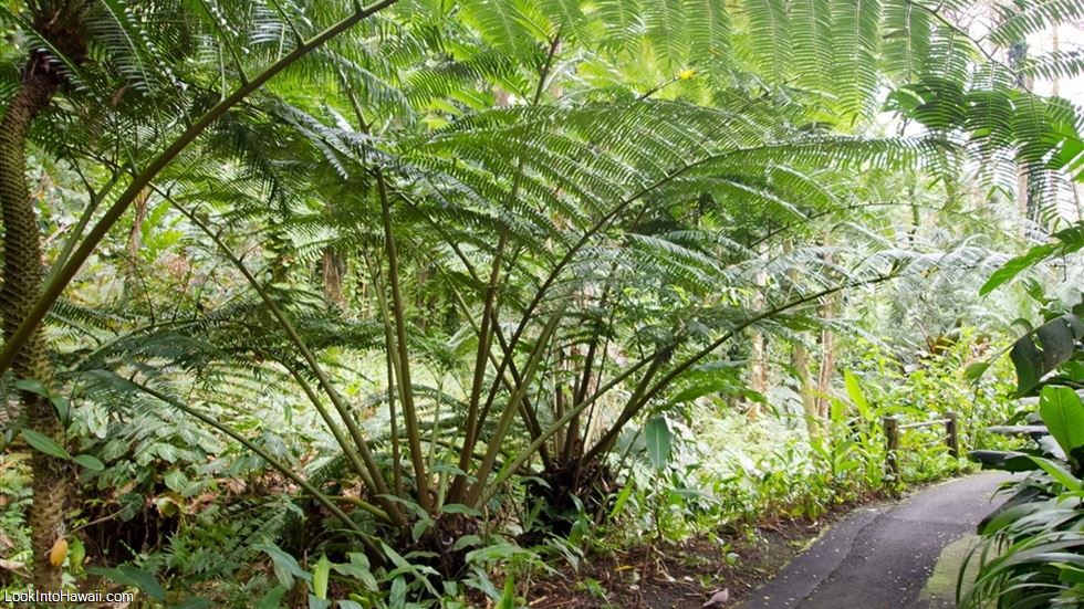 Big Island Botanical Gardens Guide