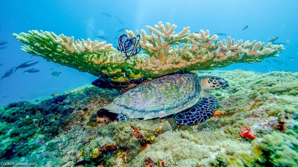 Top 10 Ways To Protect Coral Reefs